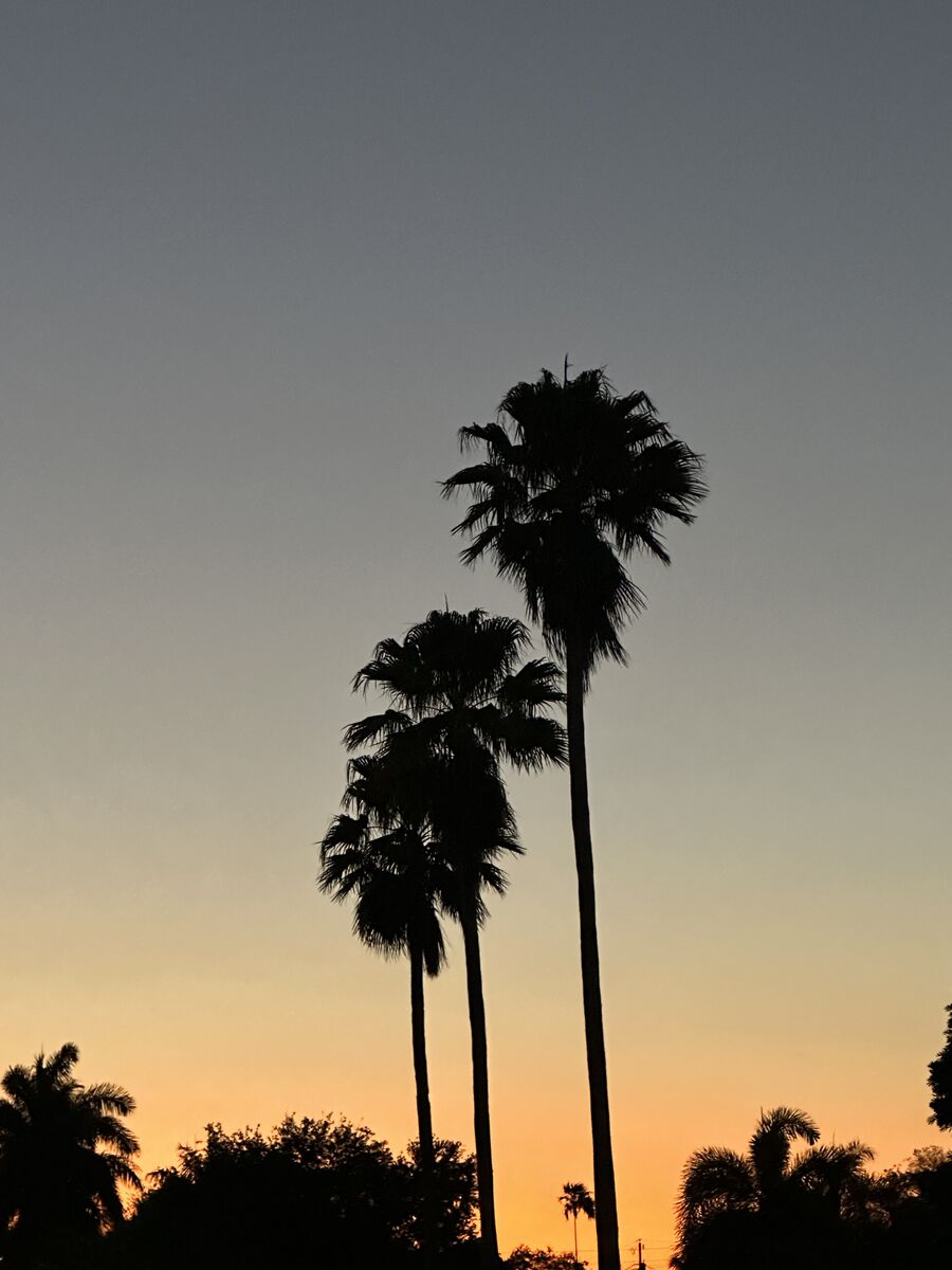 Palm trees silhouetted against a Florida sunset