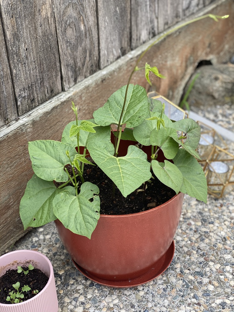 Crazy how fast these beans grow!